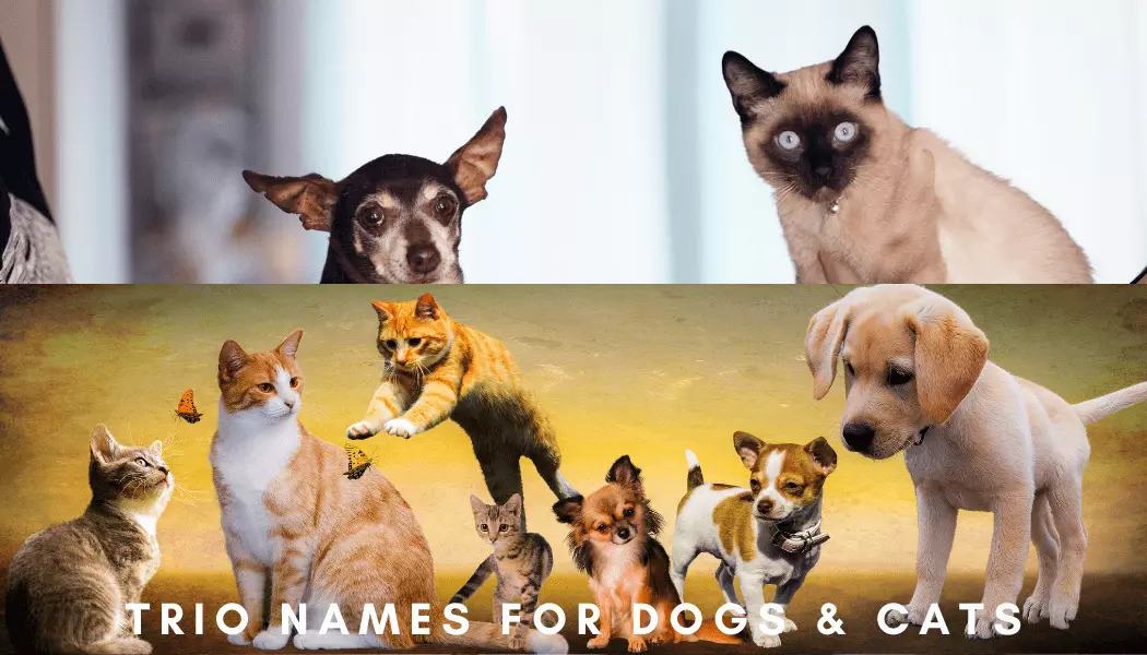 Trio names for pets, dogs and cats