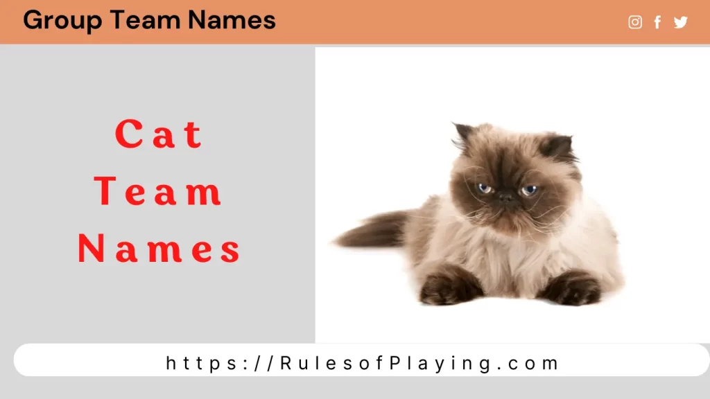 Cat Team Names